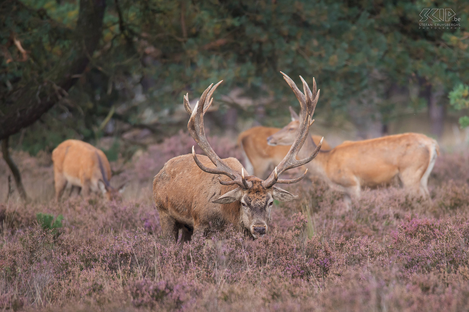 Rutting season in Hoge Veluwe - Red deer Dominant stags follow groups of as many as 20 hinds during the rut.  Males establish dominance by competing with other males during antler fights and using their roar call.<br />
 Stefan Cruysberghs